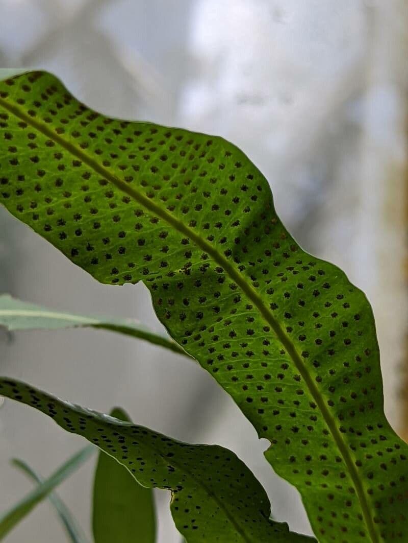 Campyloneurum 5