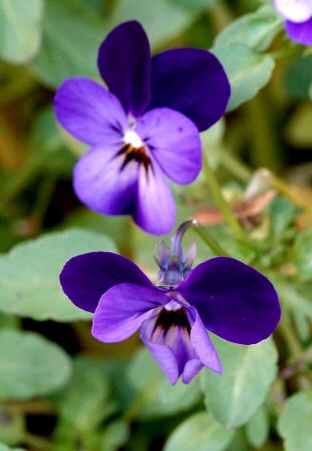 Viola bubanii 5