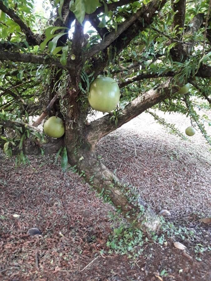 Calebasse 16