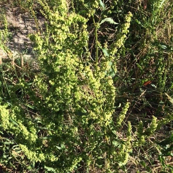 Acetosa aquitana 11