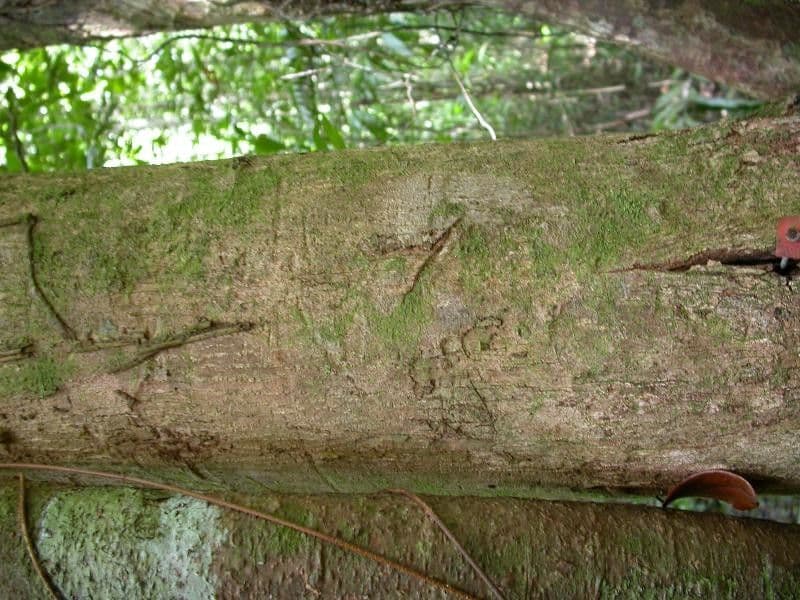 Lecythis idatimon 13