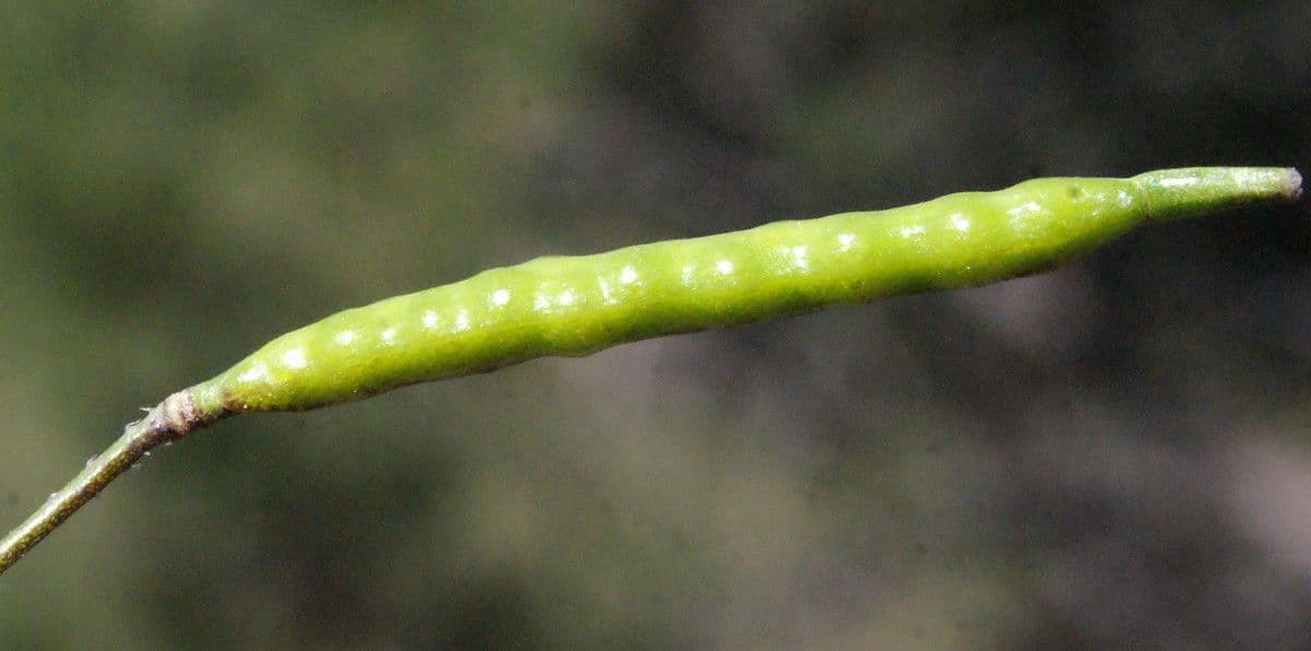 Kapusta 3