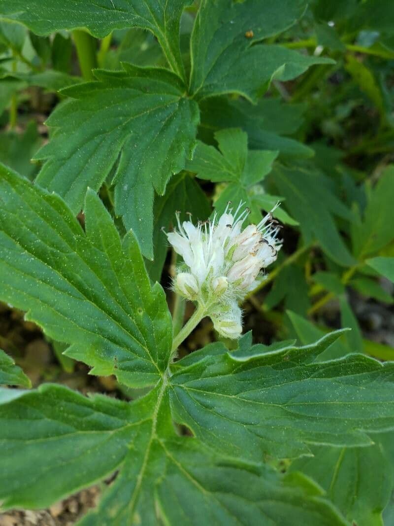 Feuille d'eau de Fendler