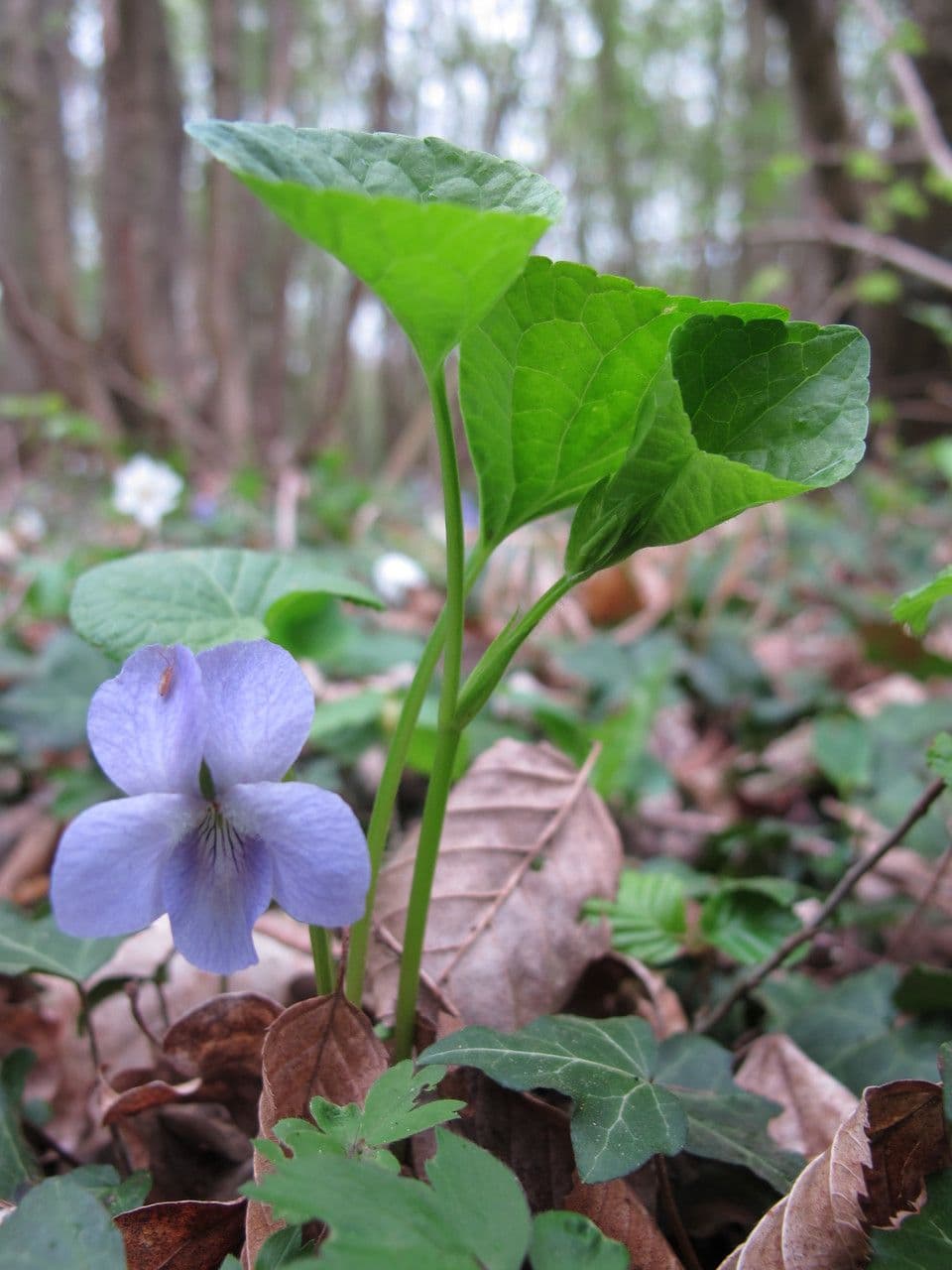 Viola mirabile 24