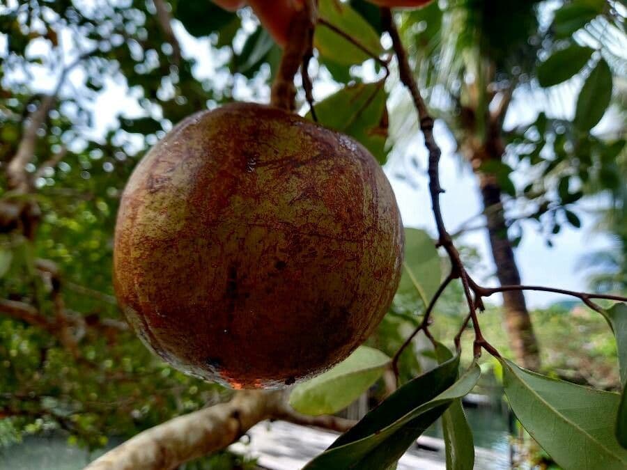 Granatapfel-Kanonenbaum 5