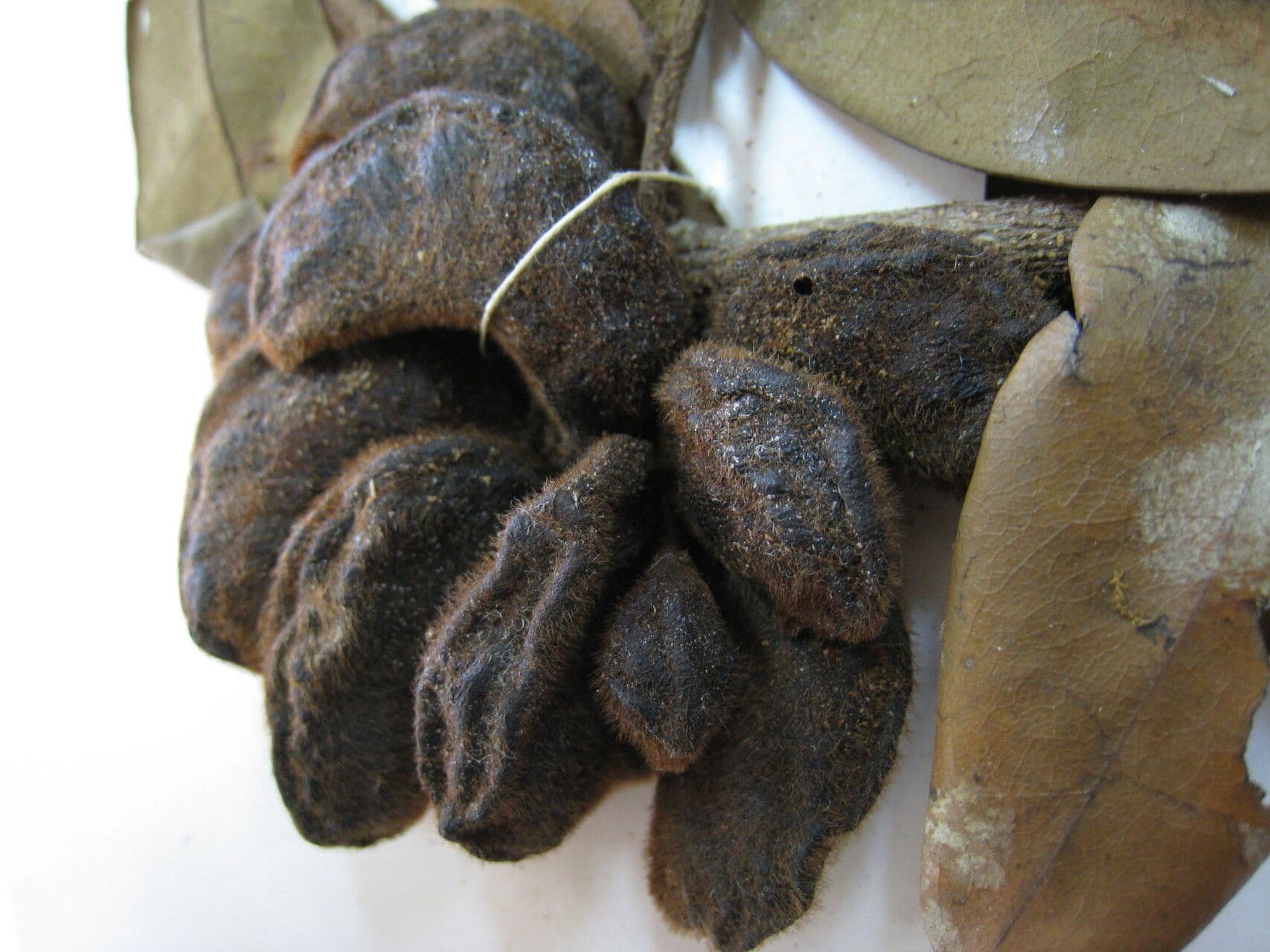 Xylopia 7