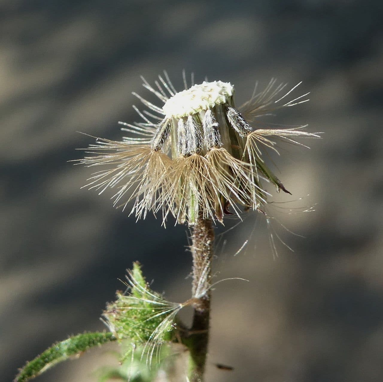 Inula fetida 5