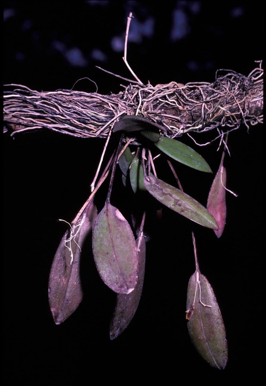 Acianthera 3