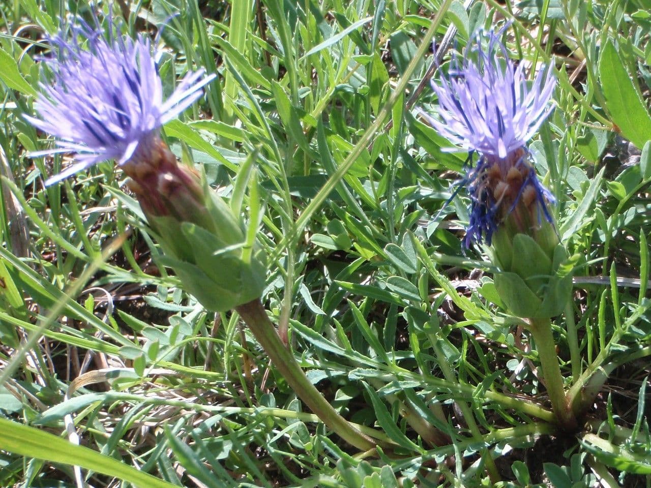 Sanftdistel 22