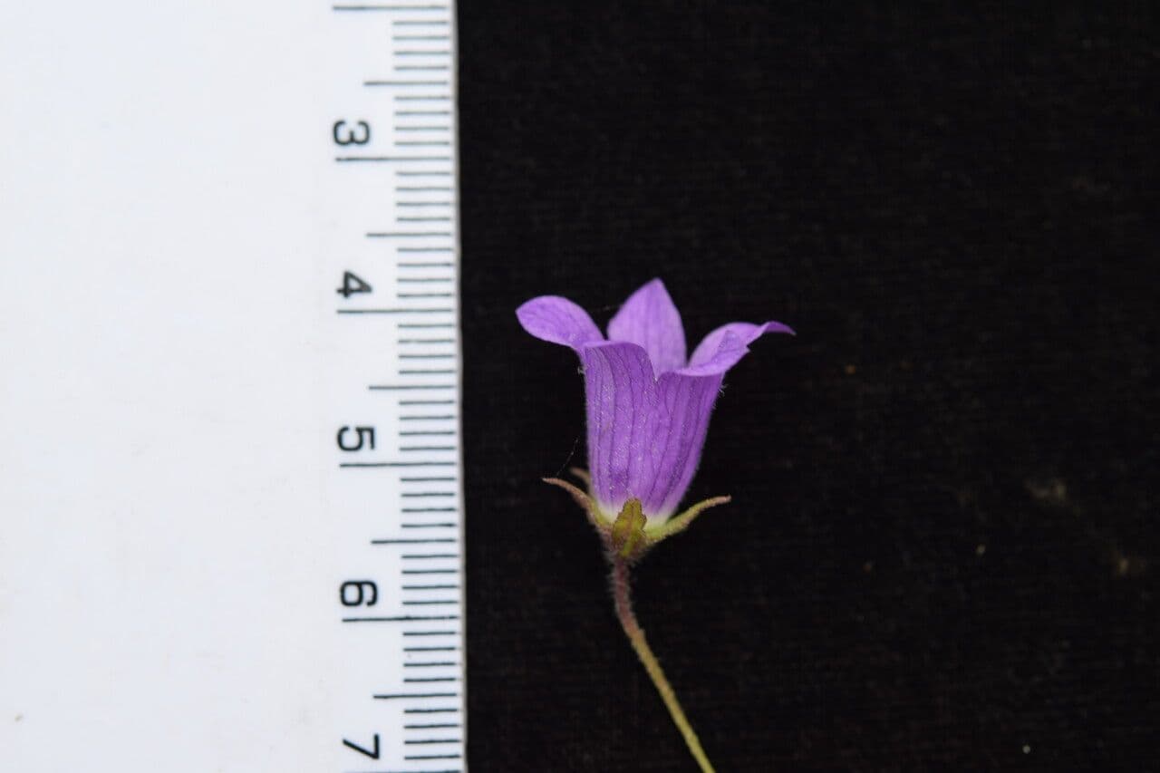 Campanula 12