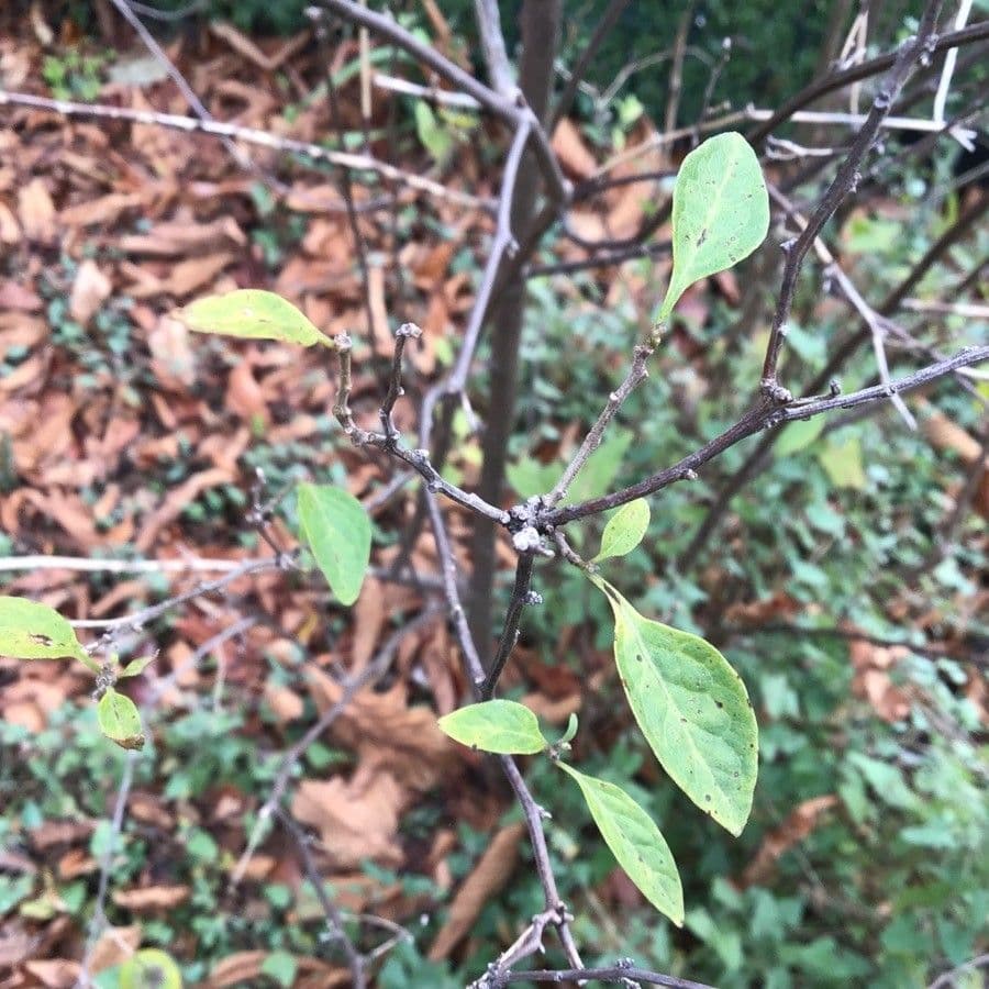 Lycianthes 15
