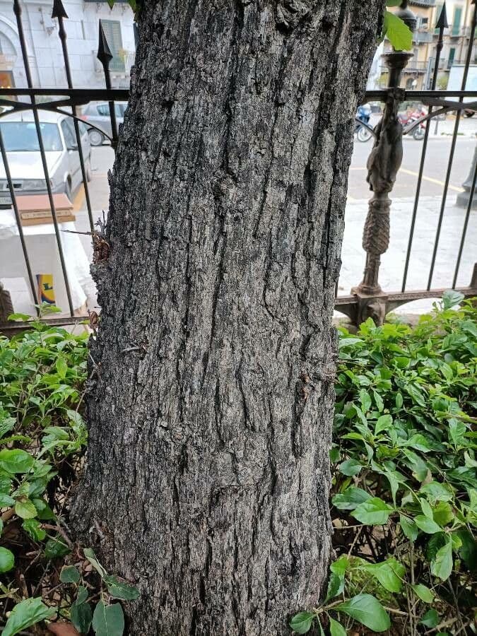 Quercia bianca polymorpha 14