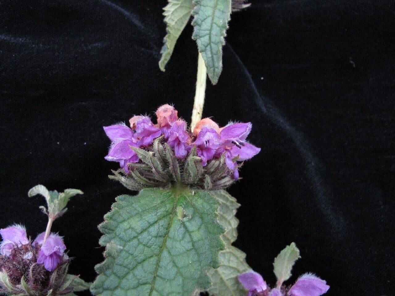 Phlomoides bracteosa 8
