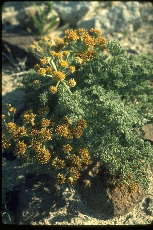 Lomatium mohavensis 5