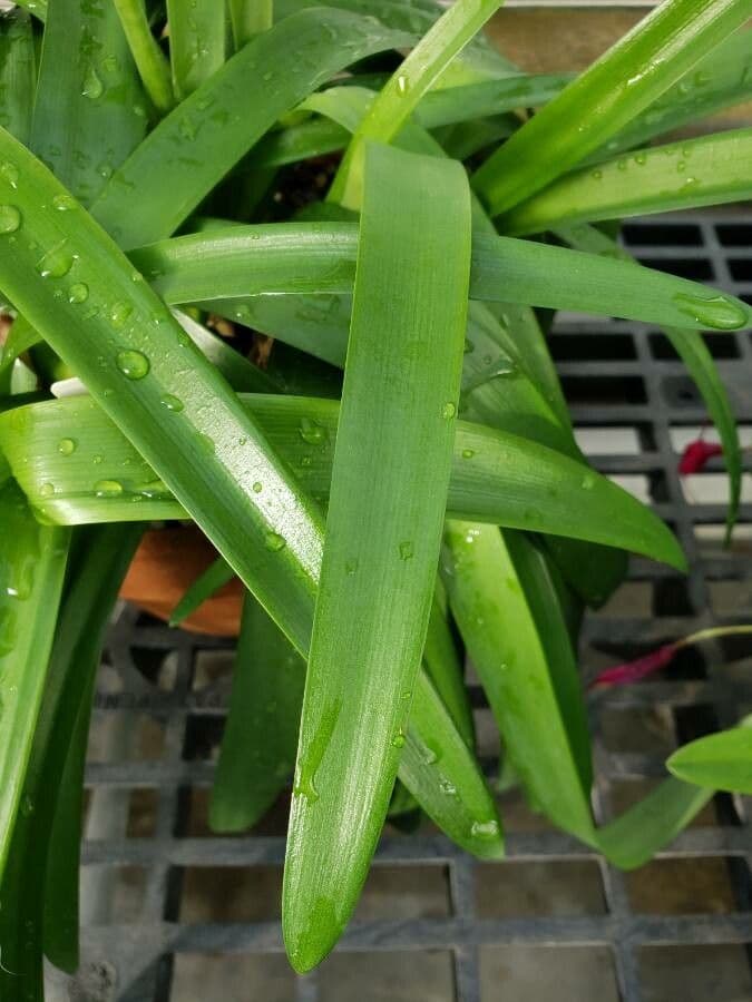 Nerine 12