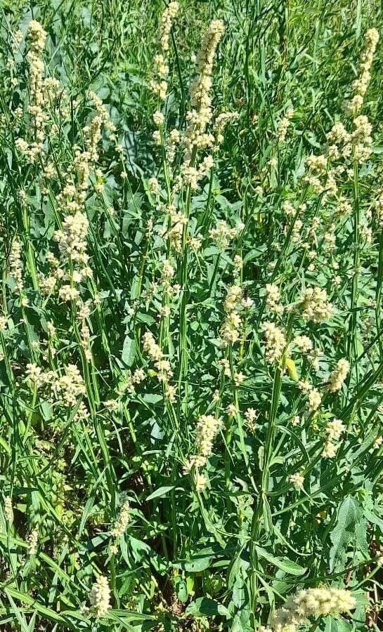 Baccharis 2