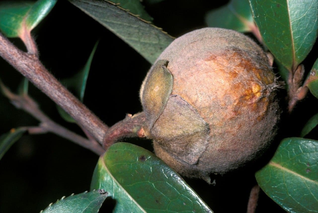 Pyrenaria 2