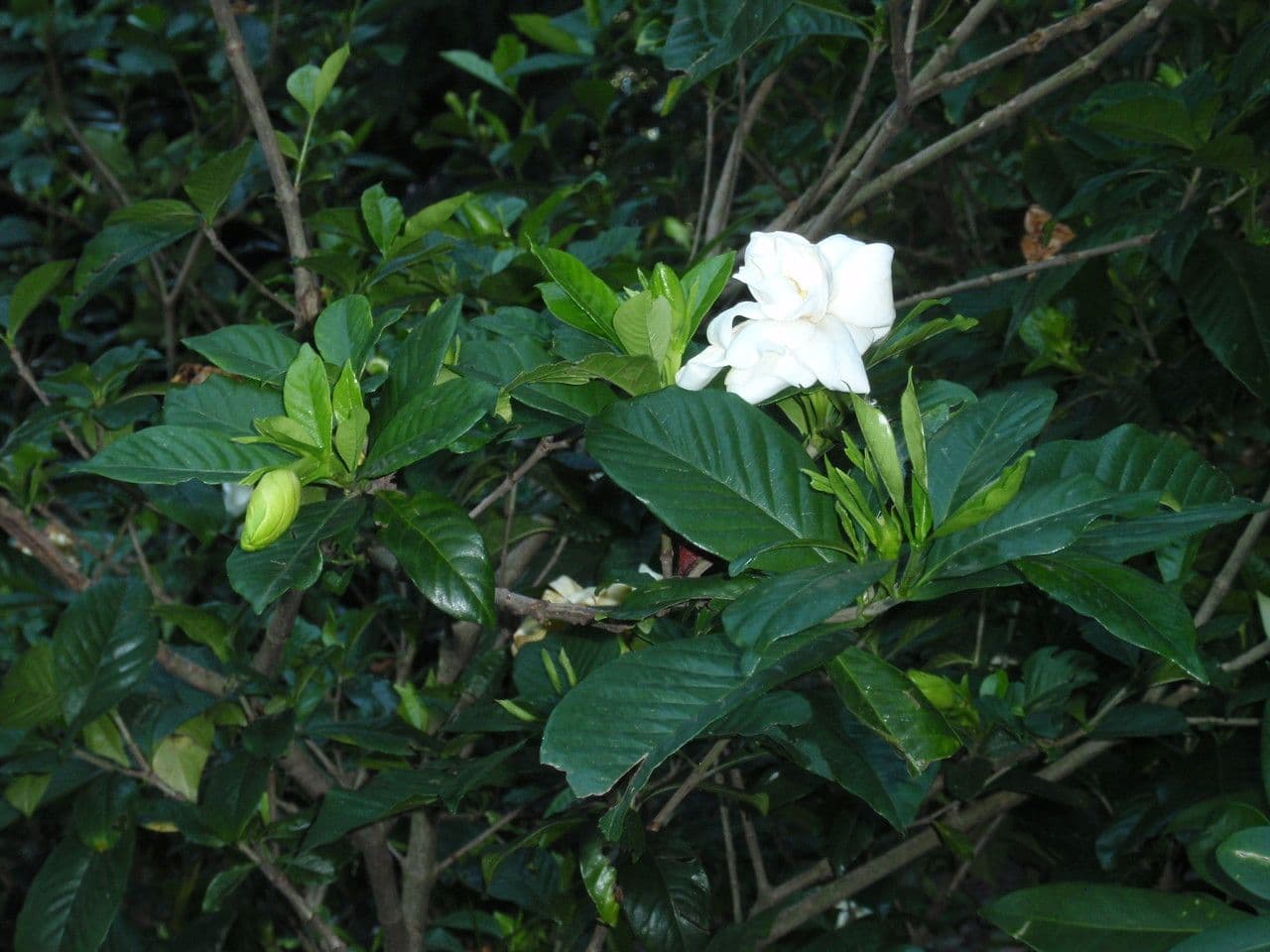 Gardenia 10