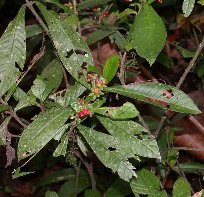 Psychotria 17