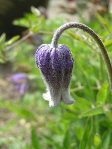 Clematis