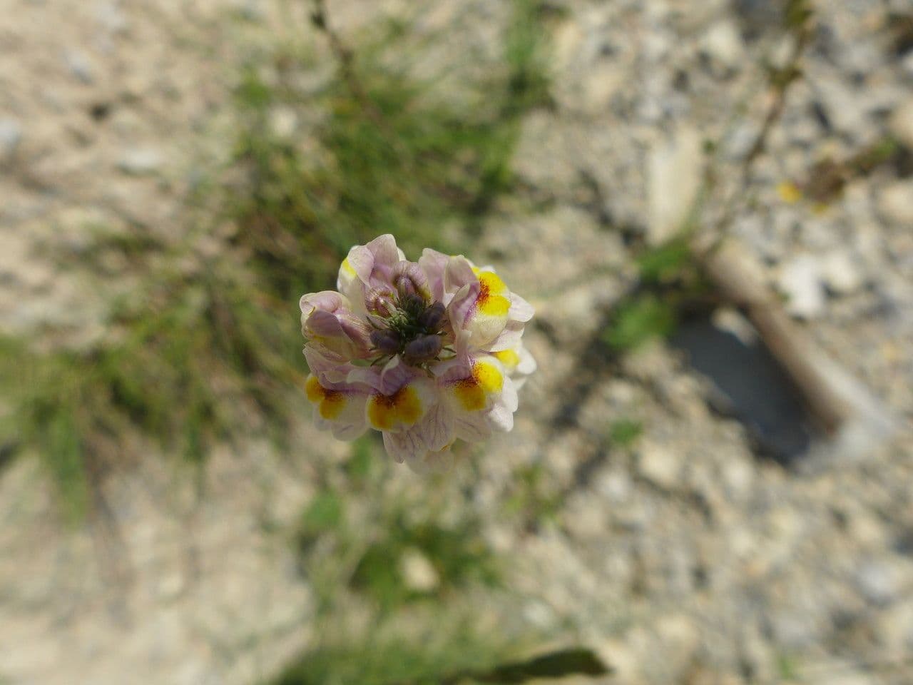 Linaria strisciante 7