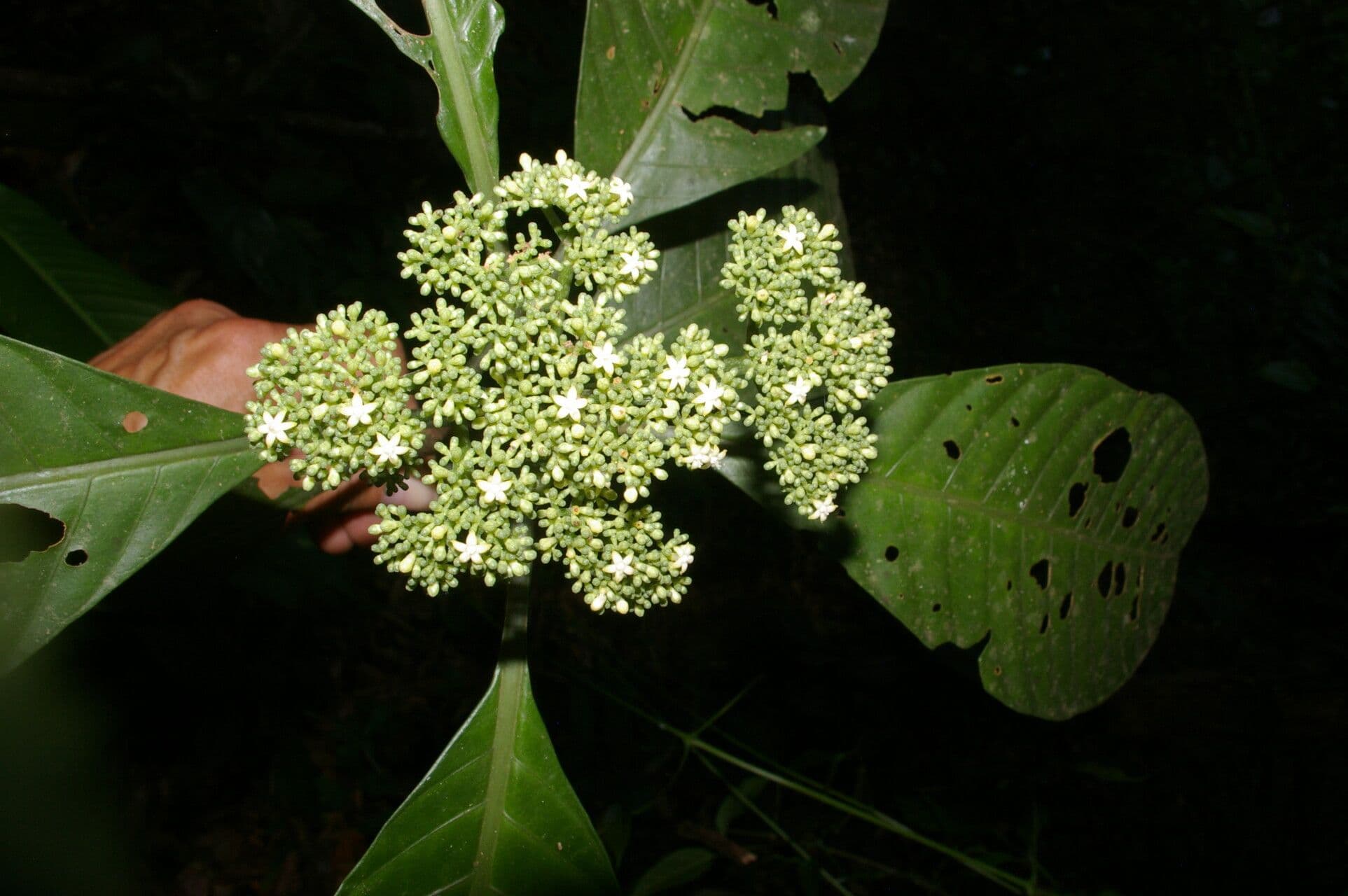 Psychotria 5