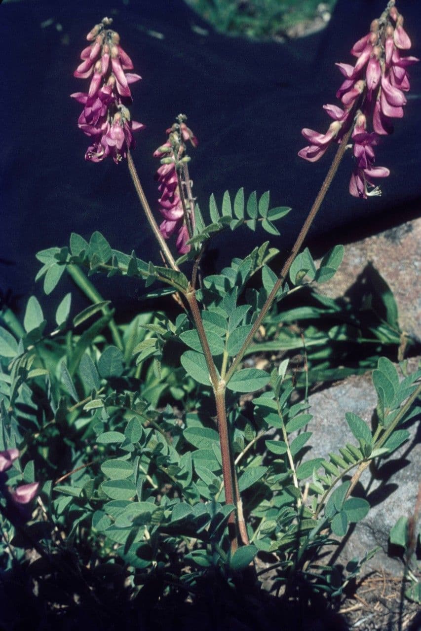 Hedysarum occidentale