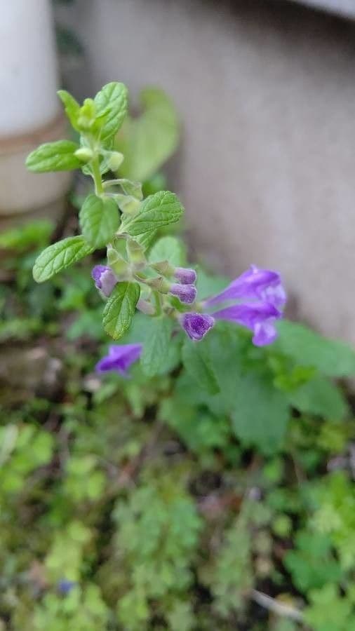Scutellaria comune 8