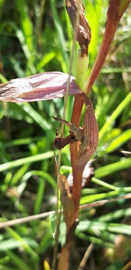 Serapiade vomeracea 2