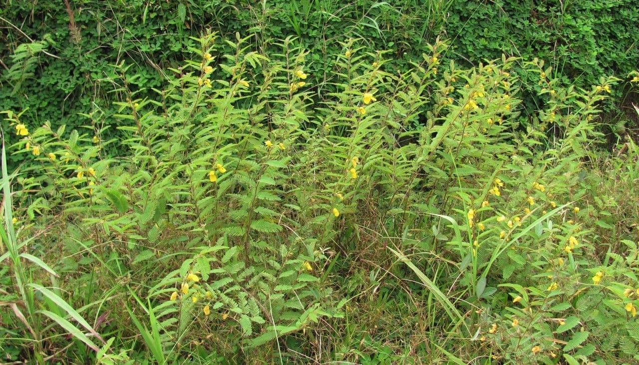 Herbe sensible 14