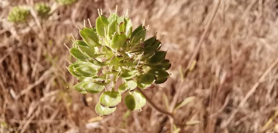 Iberis pinnata 4