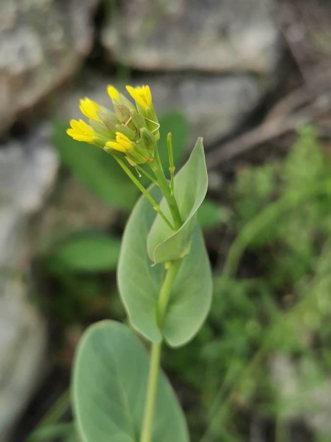 Conringia 2