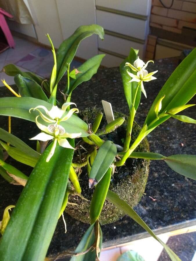Prosthechea aemula