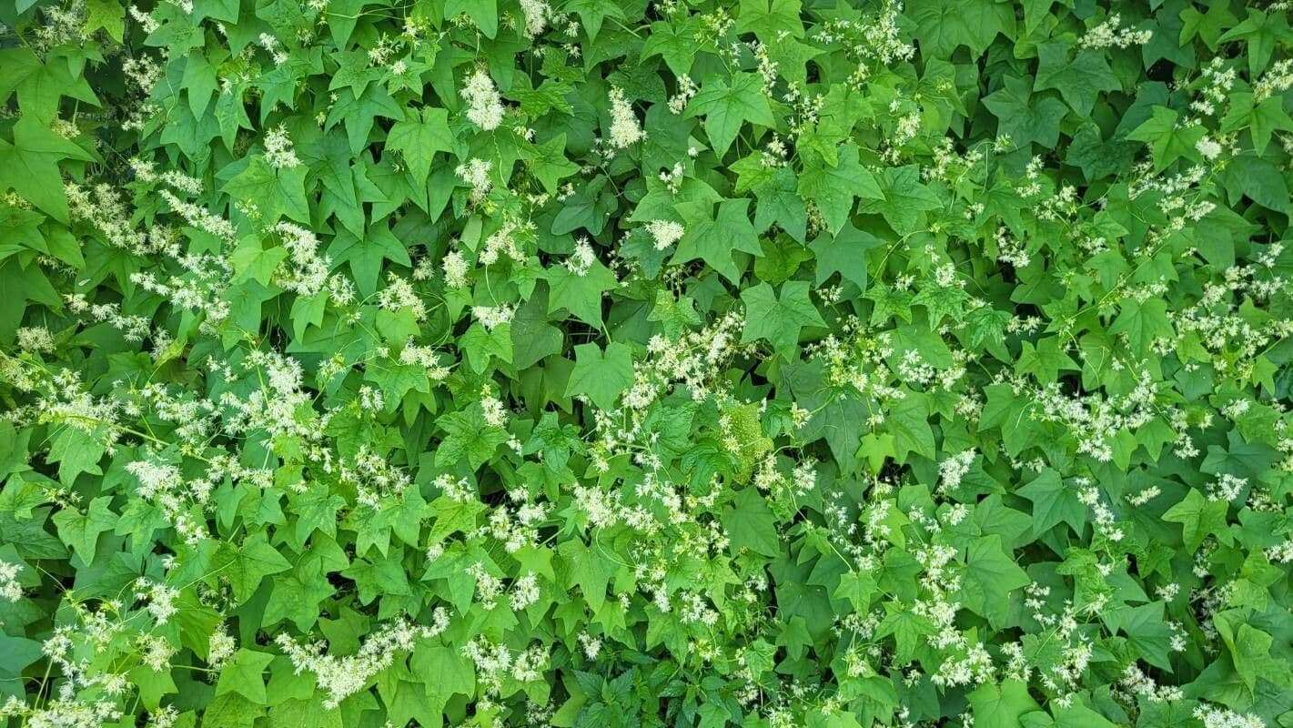 Zucca spinosa 11