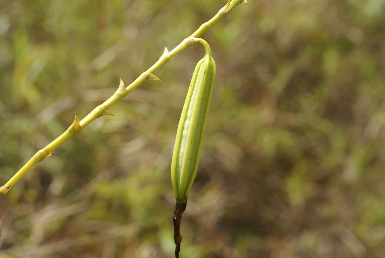 Arundina 4