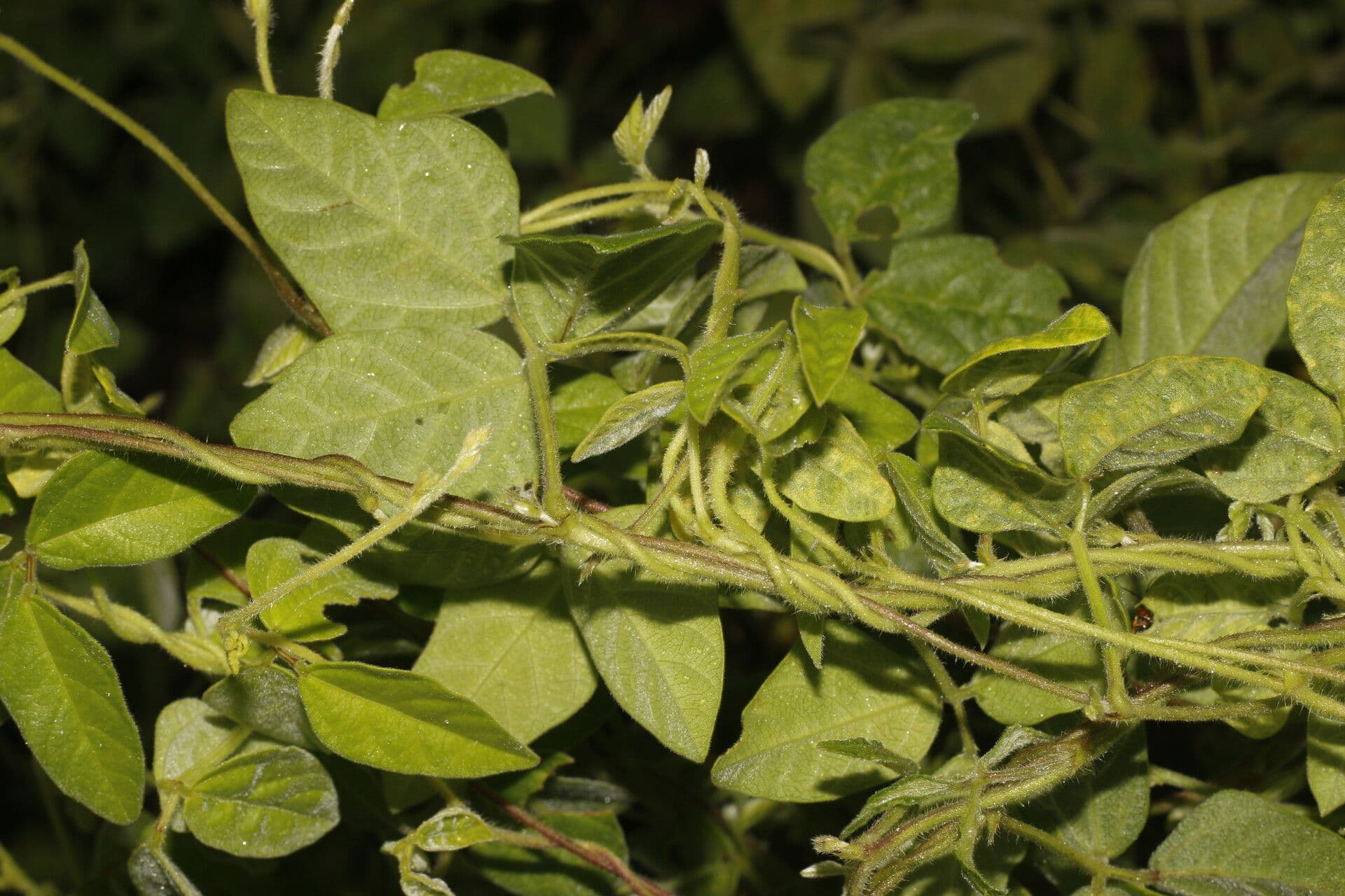 Desmodium cajanifolium