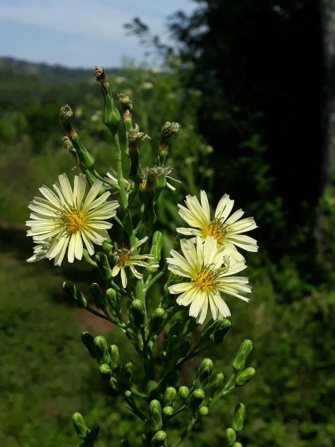 Lactuca indica