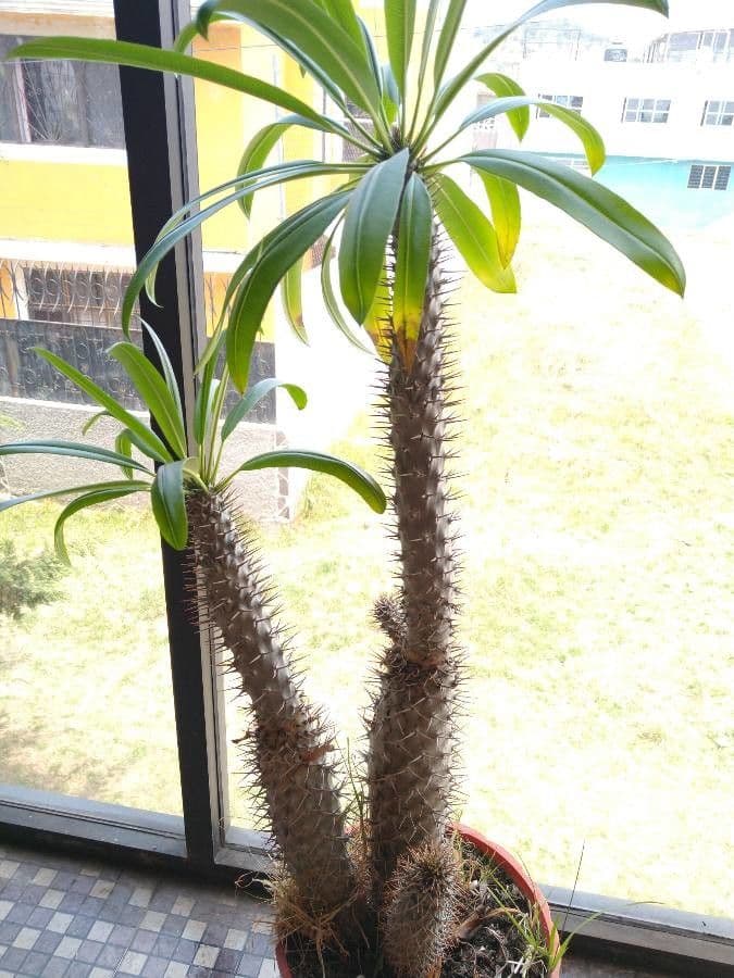 Madagaskar-Palme 6