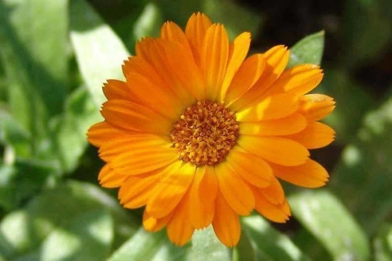 Calendula 6
