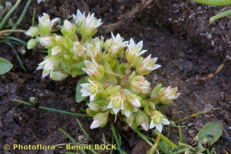 Sedum 3
