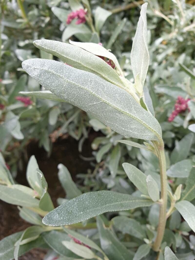Atriplice cinerea 6