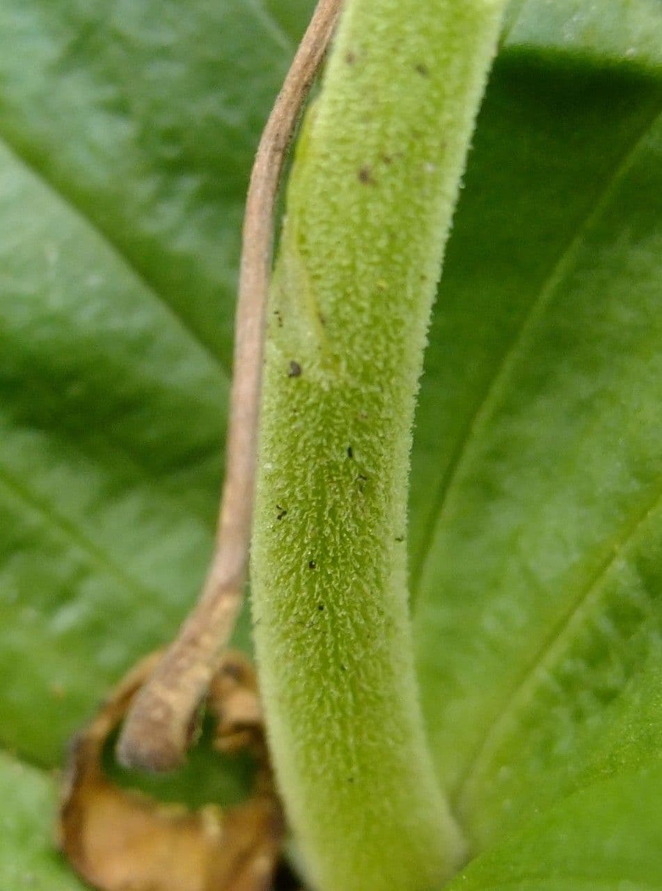 Listera maggiore 21