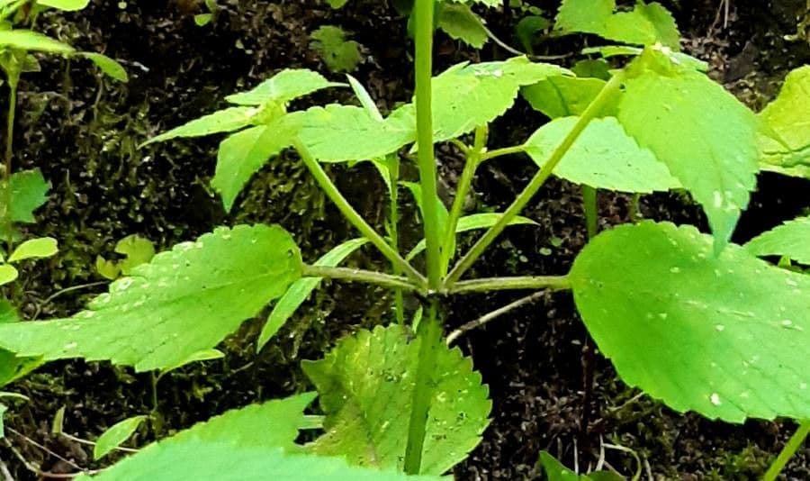 Canapa selvatica pubescente 21