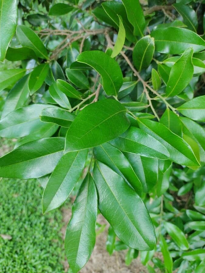 Duguetia 8