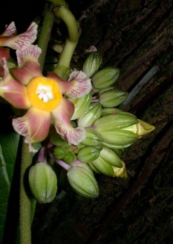 Prestonia portobellensis 4