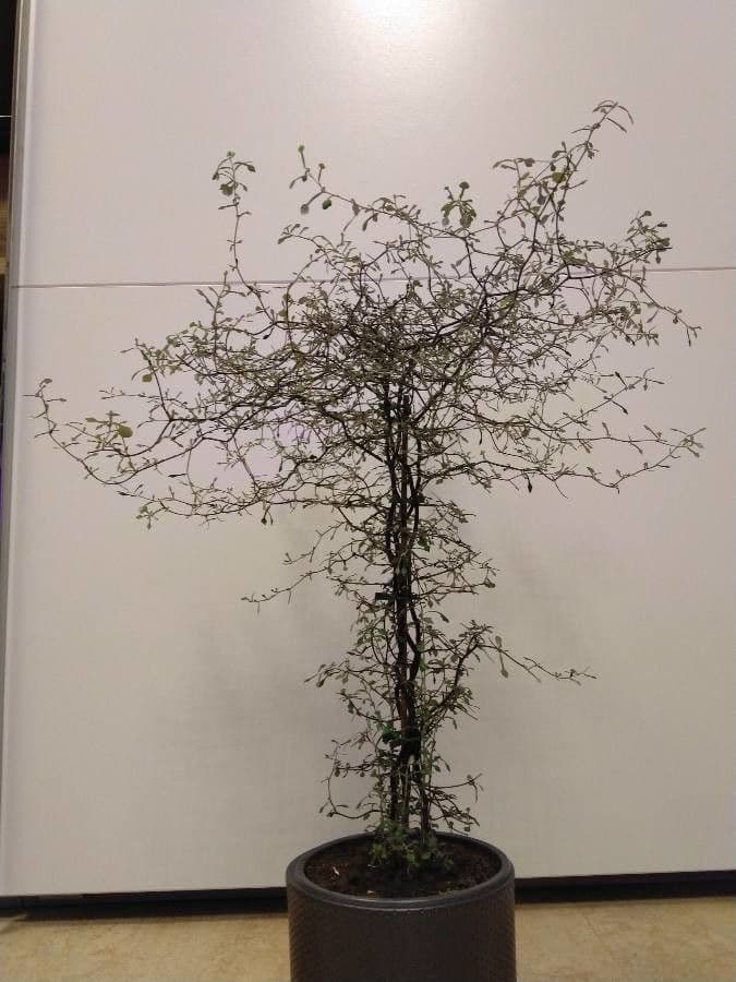 Corokia 12