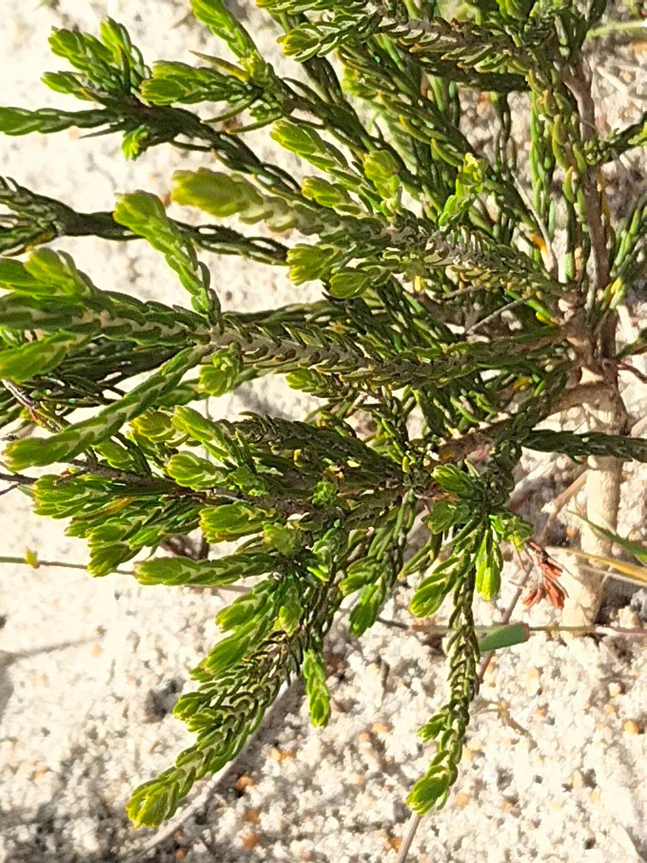 Passerina corimbosa 5