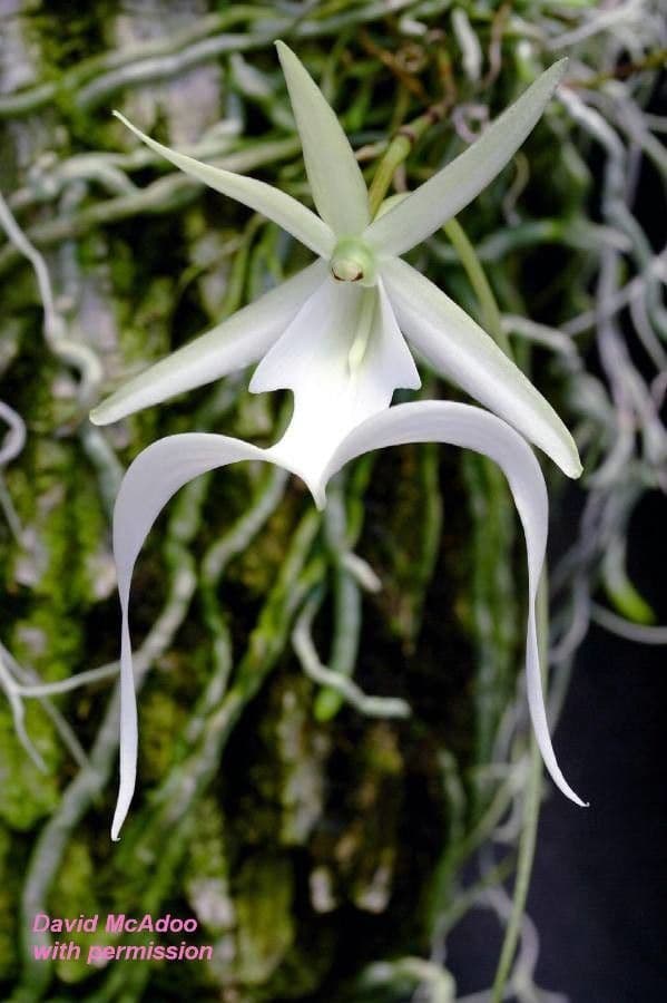Dendrophylax 5
