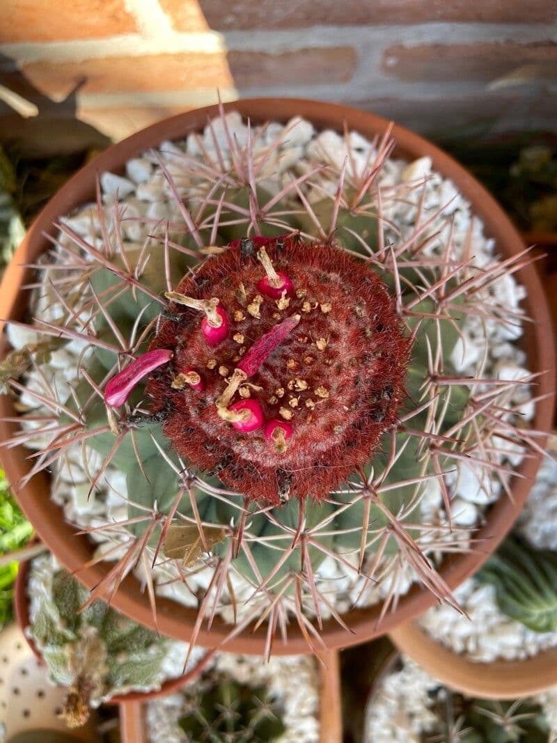 Melocactus 6