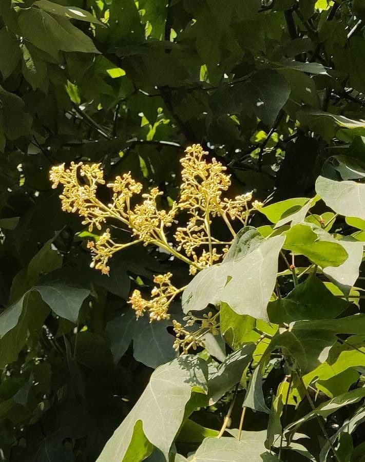 Chinesischer Flaschenbaum 6